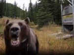 Video: Veľkého medveďa vypustili z klietky, takýto útok však nečakali