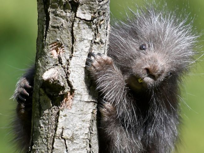 Zo zoologickej záhrady ušiel urzon