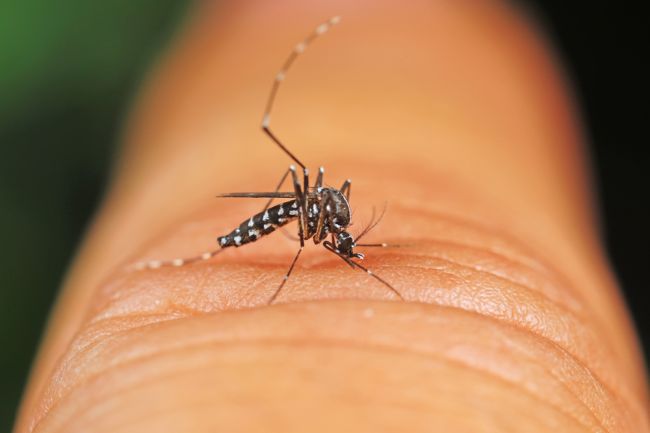 Na Slovensku sa môže nachádzať obávaný druh komára, šíri nebezpečné ochorenia