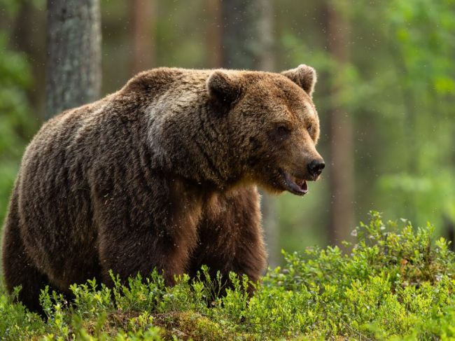 V prípade streľby na medveďa pri Sučanoch je vedené trestné stíhanie