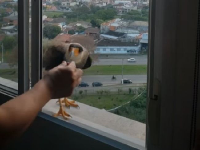 Video: Jedinečný stret mesta s prírodou: Muž môže kŕmiť jastraby priamo z bytu