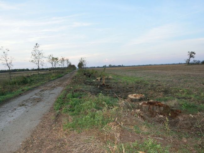 Polícia obvinila 61-ročného muža, ktorý dal vypíliť 149 stromov