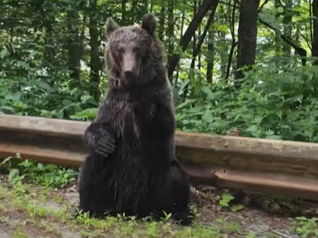 Video: Muž stiahol okienko na aute, aby si natočil medveďa. Z jeho reakcie ostal v šoku