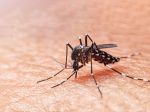 Ministerstvo zahraničných vecí varuje: V týchto krajinách sa rapídne šíri horúčka dengue