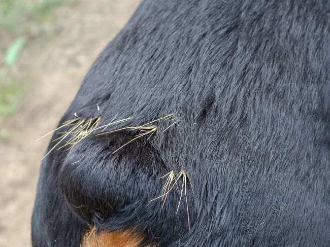 Táto bežná rastlina môže zabiť vášho psa, varuje veterinár