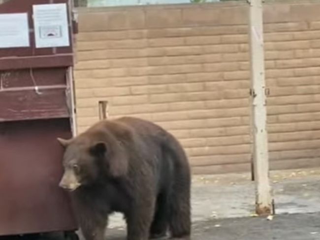 Video: Mohutná medvedica prepadla desiatky domov. Po mesiacoch ju konečne odchytili