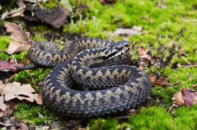 NTIC eviduje za minulý rok 17 uhryznutí hadom, z toho štyri jedovatou vretenicou