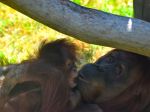 Bratislavská zoo si podujatím pripomenie Svetový deň orangutanov