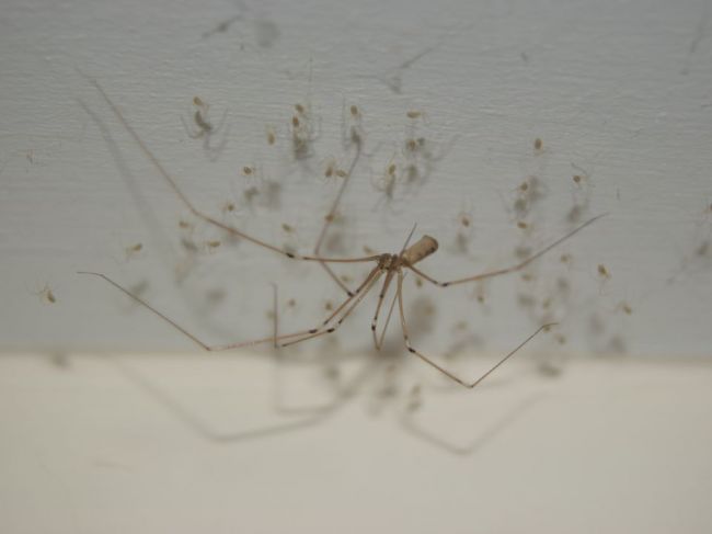 Ako sa zbaviť pavúkov v dome? Tieto 4 bežné suroviny im nevoňajú