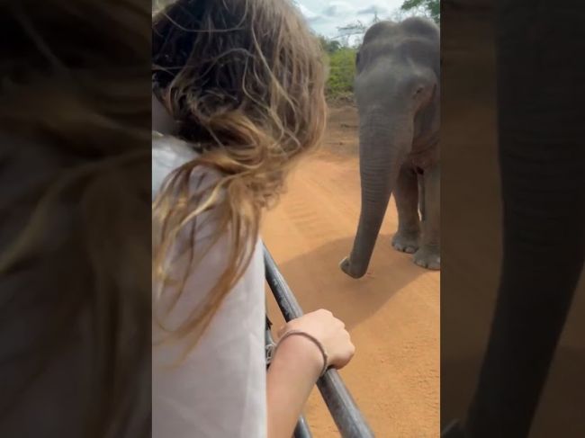 Video: Turistke vypadol z auta telefón. Toto jej s ním urobil slon