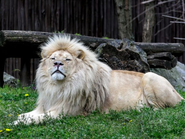 Zoo Bratislava sa lúči s letom festivalom smiechu a zábavy