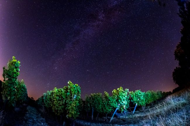 Klimatické zmeny nútia vinárov z Bordeaux, aby hrozno oberali v noci