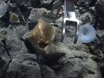Video: Na dne oceánu objavili zvláštny zlatý objekt. Toto sa stalo, keď ho uchopili