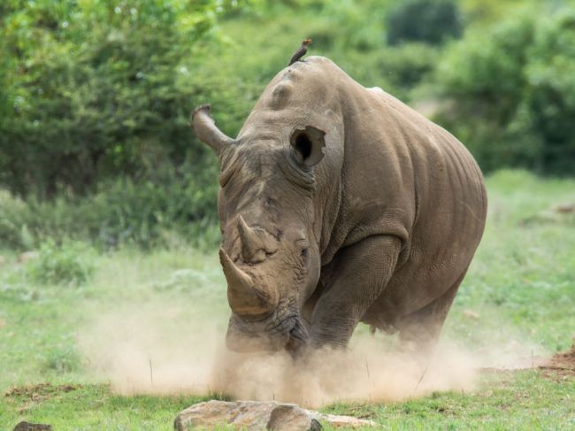 Nosorožec v zoo zabil ošetrovateľku