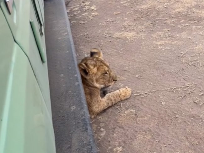 Video: Páru sa pod auto nasťahovalo 7 levíčat. Odmietali odísť, toto ich presvedčilo