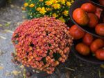 Najlepšie kvety do jesenných kvetináčov: Tieto hýria tými najkrajšími farbami