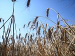 Vláda vykompenzuje pestovateľom pšenice dovoz z Ukrajiny 