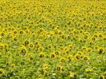 Bulharsko pozastaví dovoz slnečnicových semien z Ukrajiny