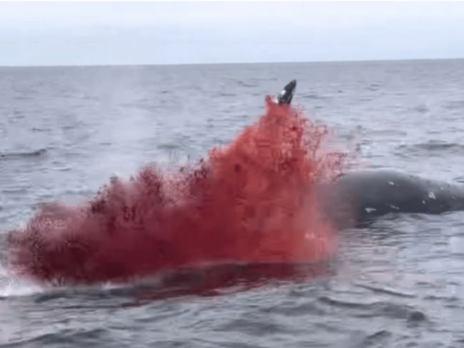 Video: Na hladine mora explodovala veľryba