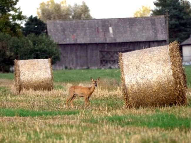 Francúzsko ľutuje, že Poľsko zakazuje dovoz ukrajinského obilia