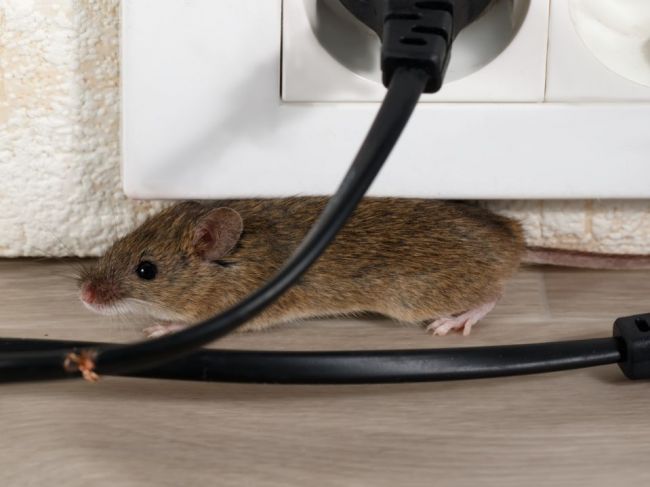 Ako zistiť, že vašu domácnosť zamorili myši? Tento nenápadný znak neprehliadajte