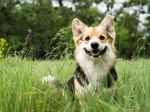11 najzdravších malých plemien psov