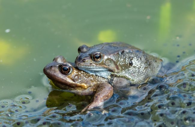 Samice žiab predstierajú smrť, aby sa vyhli nechcenej pozornosti samcov