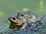 Samice žiab predstierajú smrť, aby sa vyhli nechcenej pozornosti samcov