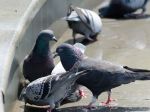 Ornitóza sa u ľudí vyskytuje zriedka, prenášajú ju holuby
