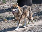 ŠOP: Celoplošné kvóty na odstrel vlka neprinesú želaný efekt zníženia škôd