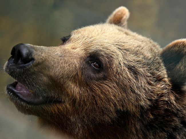 Vlky a medvede vymiznú z blízkosti obcí. Vláda chce zaviesť nulovú toleranciu