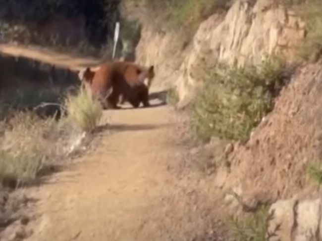 Video: Za bežkyňou sa rozbehla medvedica, žena sa ju pokúsila zahnať revom