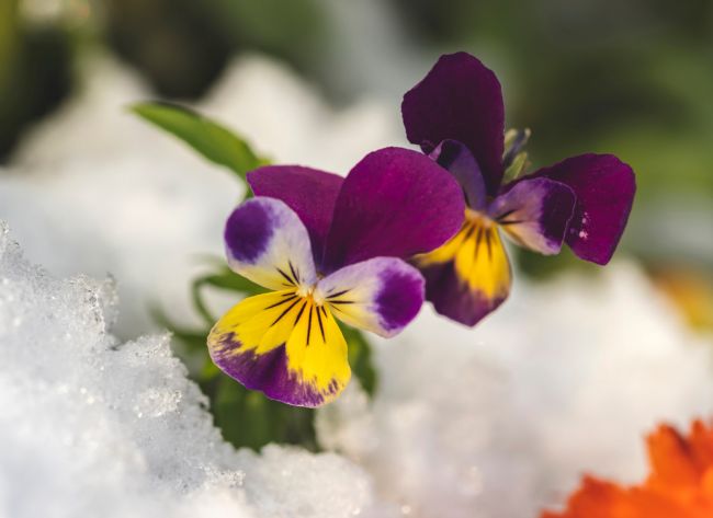 Najlepšie rastliny v zime: Takto vám zakvitnú aj v decembri