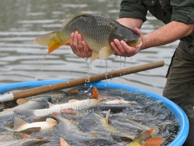 Združenie chovateľov rýb spustilo petíciu za zachovanie predaja živých rýb