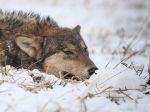 Uhynutý vlk, ktorého našli pri Novej Lesnej, poslúži na výskum