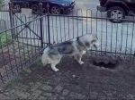 Husky neustále vykopával dieru na tom istom mieste. Takto zachránil celé susedstvo