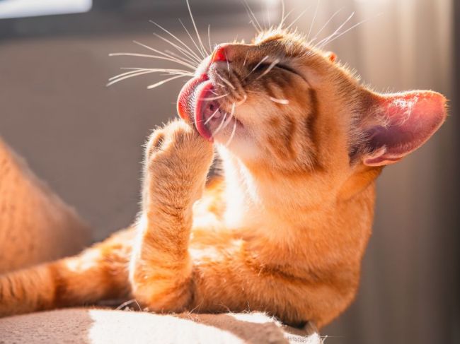 7 spôsobov, akými vám mačka dáva najavo, že je chorá