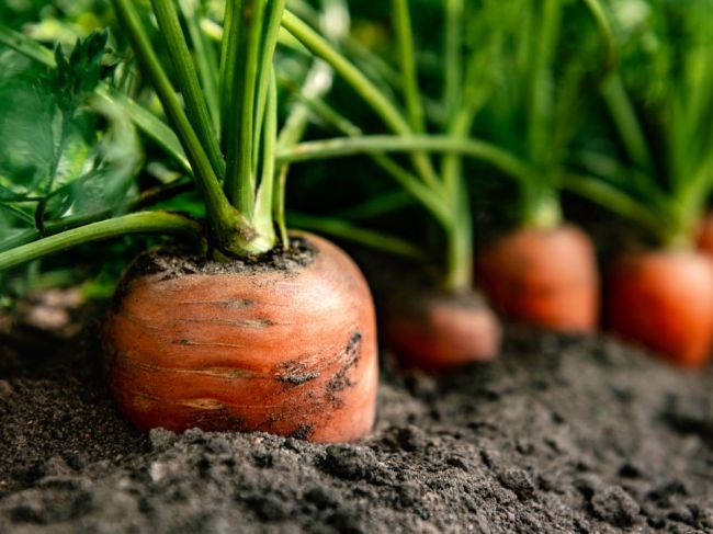 4 druhy zeleniny, ktoré treba zasadiť už vo februári