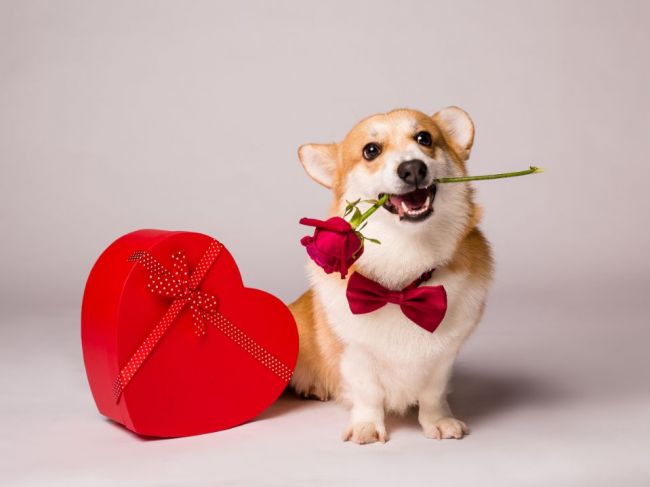 Pozor na túto chybu na Valentína: Váš psík na to môže doplatiť