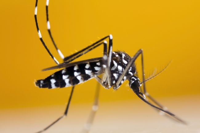Na Slovensku zaznamenali mimoriadne nebezpečný druh komára