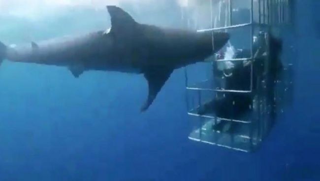 Šokujúce video: Žralok neprežil krvavé besnenie