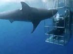 Šokujúce video: Žralok neprežil krvavé besnenie
