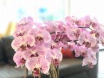 10-dňové pravidlo starostlivosti o orchidey: Po tomto budú kvitnúť ako divé