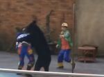 Video: Toto je dôvod, prečo medvede nepatria do cirkusu