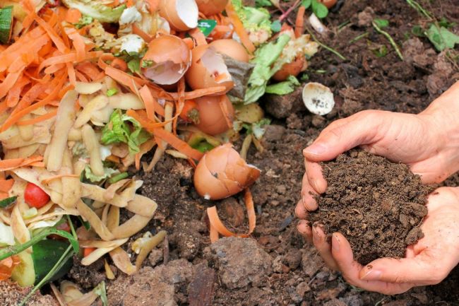 Ako využiť kompost v záhrade, na balkóne či v kvetináčoch: Nezabudnite na test klíčivosti