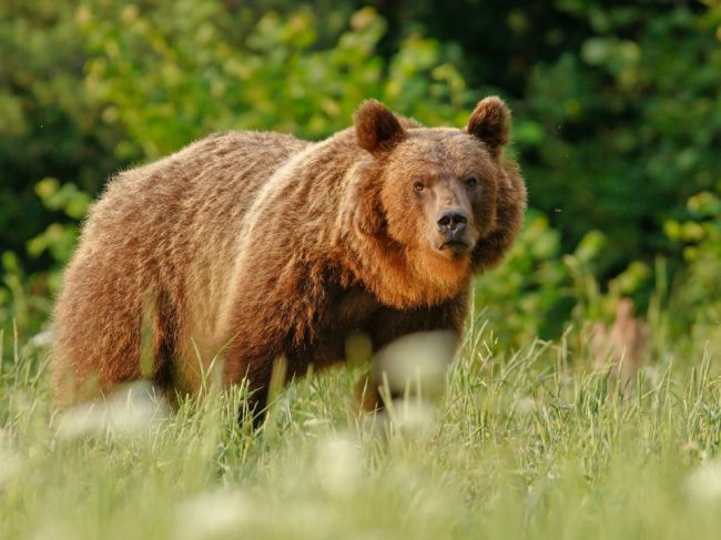 KDH vyzýva envirorezort, aby umožnil zásah proti medveďom v intraviláne obcí