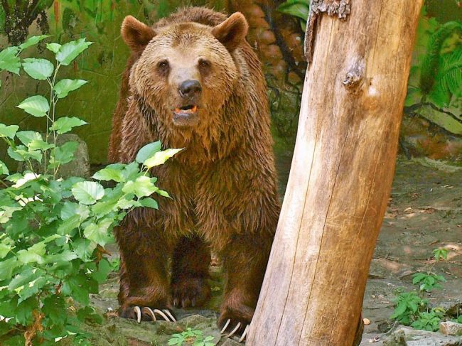 MŽP sa pre situáciu s medveďmi dohodne s niektorými užívateľmi poľovných revírov