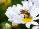 5 záhradných rastlín, ktoré najviac škodia alergikom