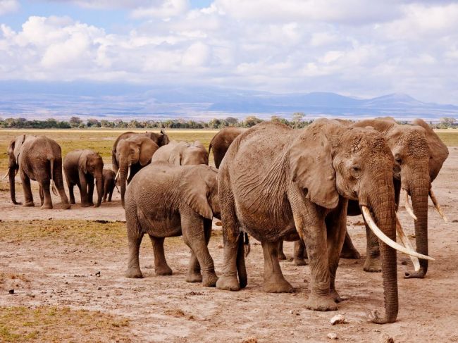 Botswana pohrozila, že do Nemecka pošle 20.000 slonov
