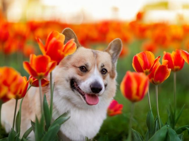 Bežné druhy kvetov, ktoré môžu u psa vyvolať vracanie až infarkt
